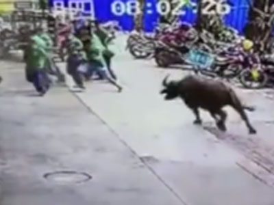 Clip: Kinh hoàng trâu "điên" tấn công người trên phố