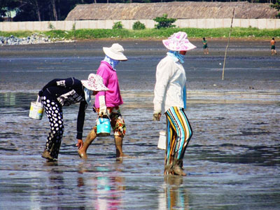 Thực hư chuyện nghêu chết diện rộng ở Cần Giờ