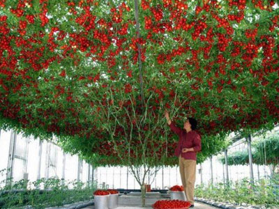 Giống cà chua "cực mắn" cho ra hàng chục ngàn quả một cây