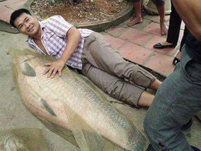 Bắt được cá trắm “khủng” nặng tới 52kg