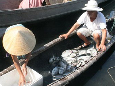 Huế: Cá nuôi bằng lồng gần cửa biển lại chết hàng loạt