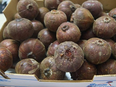 Quả sung "khổng lồ" gây xôn xao Hà Nội