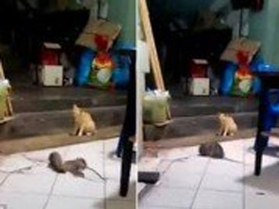 Mèo sợ khiếp vía khi thấy chuột đánh nhau
