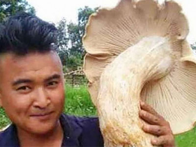 Phát hiện nấm khổng lồ có đường kính gần 70cm