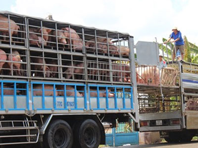Trung Quốc giảm mua, giá lợn hơi rớt mạnh