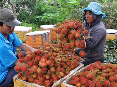 Nông dân Đồng Nai ồ ạt trồng chôm chôm Thái
