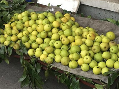 Quả lê lạ siêu ngọt dạt khắp vỉa hè Hà Nội