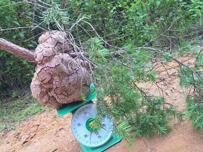 Tìm được nấm phục linh "khủng" quý hiếm, 200 triệu chưa bán