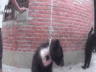 Clip tàn khốc, đẫm nước mắt khiến bạn không bao giờ muốn đưa trẻ đi xem xiếc thú nữa