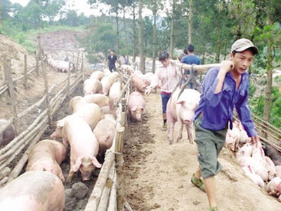 Lợn hơi HN rớt giá: Người nuôi lao đao vì chạy theo “sốt ảo”