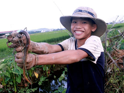 Nghề bắt lươn đồng ở xứ Nghệ