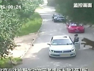 Tình tiết mới trong thảm kịch hổ vồ chết người ở Bắc Kinh