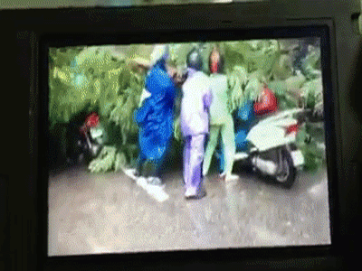 Hà Nội: Bất chấp nguy hiểm, gió to, người dân lao vào cứu 2 phụ nữ bị cây đè do bão