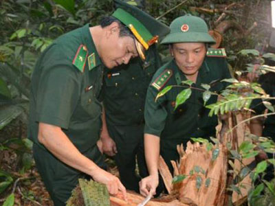 Trùm đường dây phá rừng pơ mu là kẻ kín tiếng
