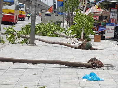 Hàng trăm cây xanh đổ ở Hà Nội do chăm sóc chưa đúng kỹ thuật?