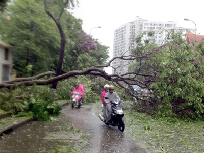 Sở Xây dựng Hà Nội lên tiếng về việc gần 3.000 cây xanh gãy đổ trong bão