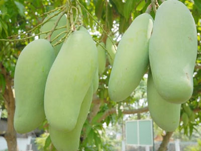 Dân miền Tây đua nhau trồng giống xoài Đài Loan