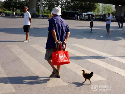 Tình bạn gắn bó giữa ông lão và gà con mồ côi