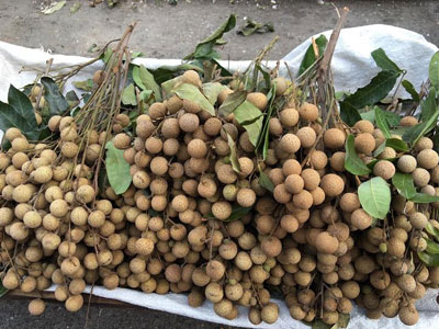 Chê nhãn lai nhạt miệng, dân sành Hà Nội mê nhãn quê