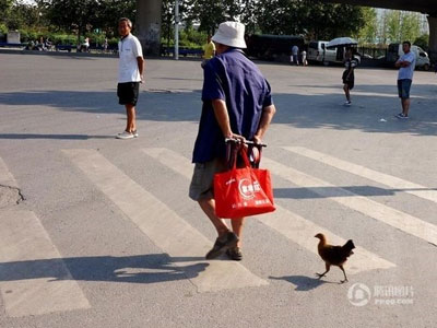 Chú gà coi cụ ông như... mẹ, quấn quýt suốt ngày