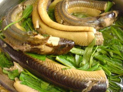 Ăn thịt lươn không đúng cách rất dễ nhiễm ký sinh trùng