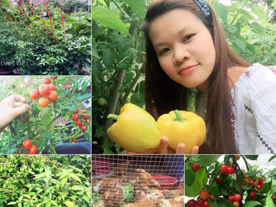 Mẹ Việt 9X trồng rau quả tốt um nhờ bã thuốc bắc “thần thánh”