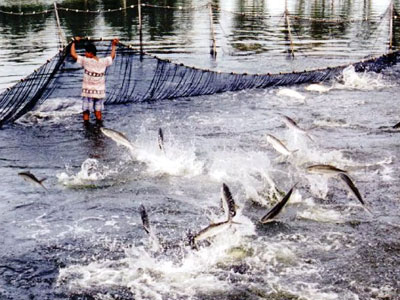 Viện kiểm sát vào cuộc vụ cấp "khống" hơn 800 giấy lưu hành thuỷ sản