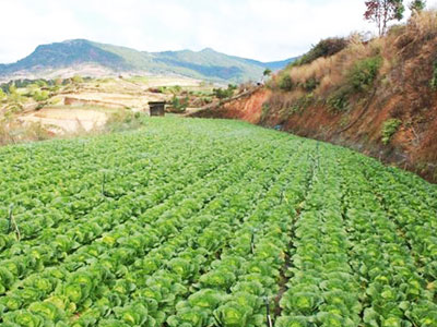 Đà Lạt rau rẻ thối, Hà Nội ăn đồ Tàu: Chờ Bộ trưởng ra tay