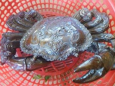 Sự thật giật mình chuyện biến cua đồng thành cua thần