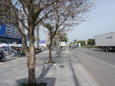 Nhiều cây xanh ở phố lớn Thanh Hóa chết khô, nghi bị đầu độc
