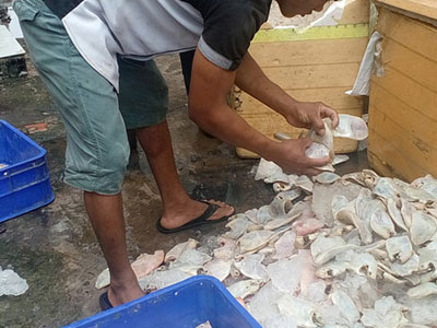 Hãi hùng gần 1 tấn cá thối chuẩn bị "phục vụ" công nhân