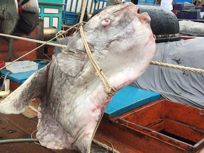 Bắt được cá mặt trăng "khủng" nặng gần 1 tấn