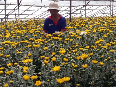 Cận rằm tháng 7, giá hoa cúc Đà Lạt tăng vọt