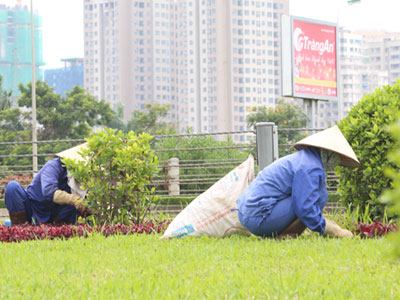 Hà Nội có hơn 400 mức giá duy trì cây xanh thảm cỏ