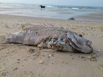 Công bố đánh giá môi trường biển sau sự cố Formosa