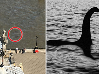 "Quái vật hồ Loch Ness" bị bắt gặp xuất hiện trên sông Thames?