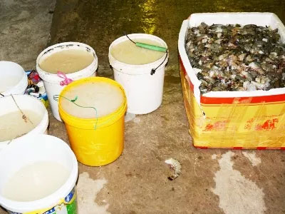 Bắt quả tang tôm bơm tạp chất tại một công ty chế biến thủy sản