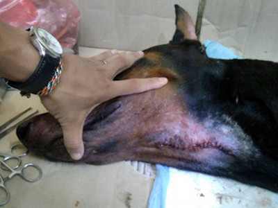 Chó Doberman bị đâm thủng cổ có dấu hiệu nhiễm trùng sau nhát dao chí mạng