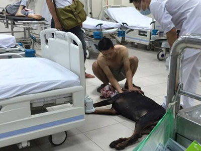 Chó Doberman bị đâm được cứu: Cộng đồng thở phào, đòi truy thủ phạm