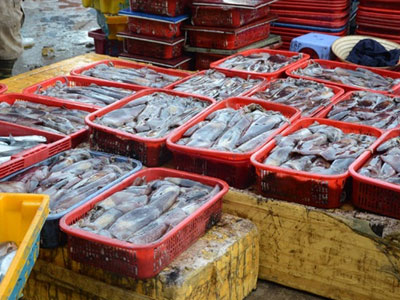 Chuyên gia nước ngoài khuyến cáo chưa nên ăn cá biển ở miền Trung