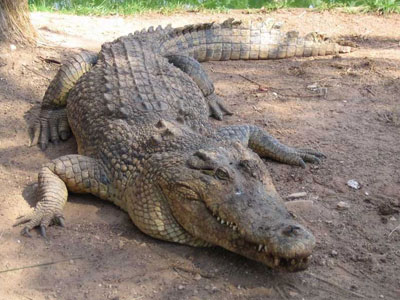 Kẻ trộm thả cá sấu vào trường học Australia
