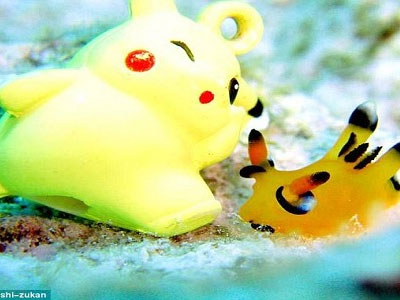 Sên biển giống hệt Pikachu gây sốt ở Nhật