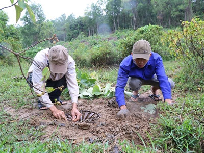Thêm 5 ngày để thợ săn bắt 6 trâu hoang