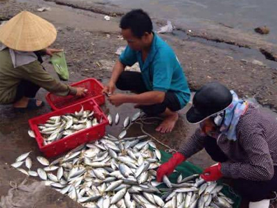Tin mới nhất về kết quả kiểm nghiệm cá ở miền Trung