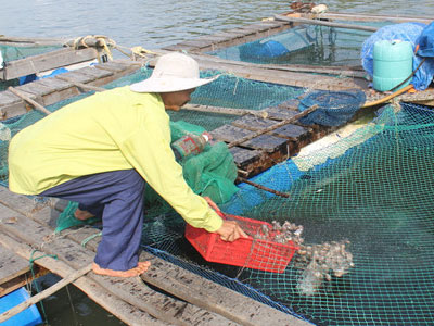 Tháng 9 mới công bố cá biển "Formosa" có ăn được hay chưa