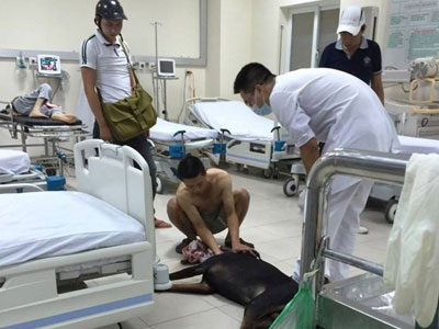 Chó Dorbeman bị đâm xuyên cổ đã chết sáng nay