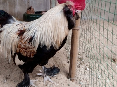 Loài gà chân 5 ngón được mệnh danh "kỳ lân giá nghìn đô"