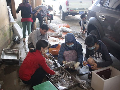 Quảng Trị tiêu hủy 60 tấn hải sản đông lạnh không an toàn