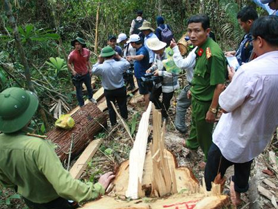 Vụ phá rừng pơ mu tại Quảng Nam chưa xác định hải quan, biên phòng có liên quan