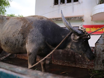 Thợ săn bắt thêm một con trong đàn trâu dữ